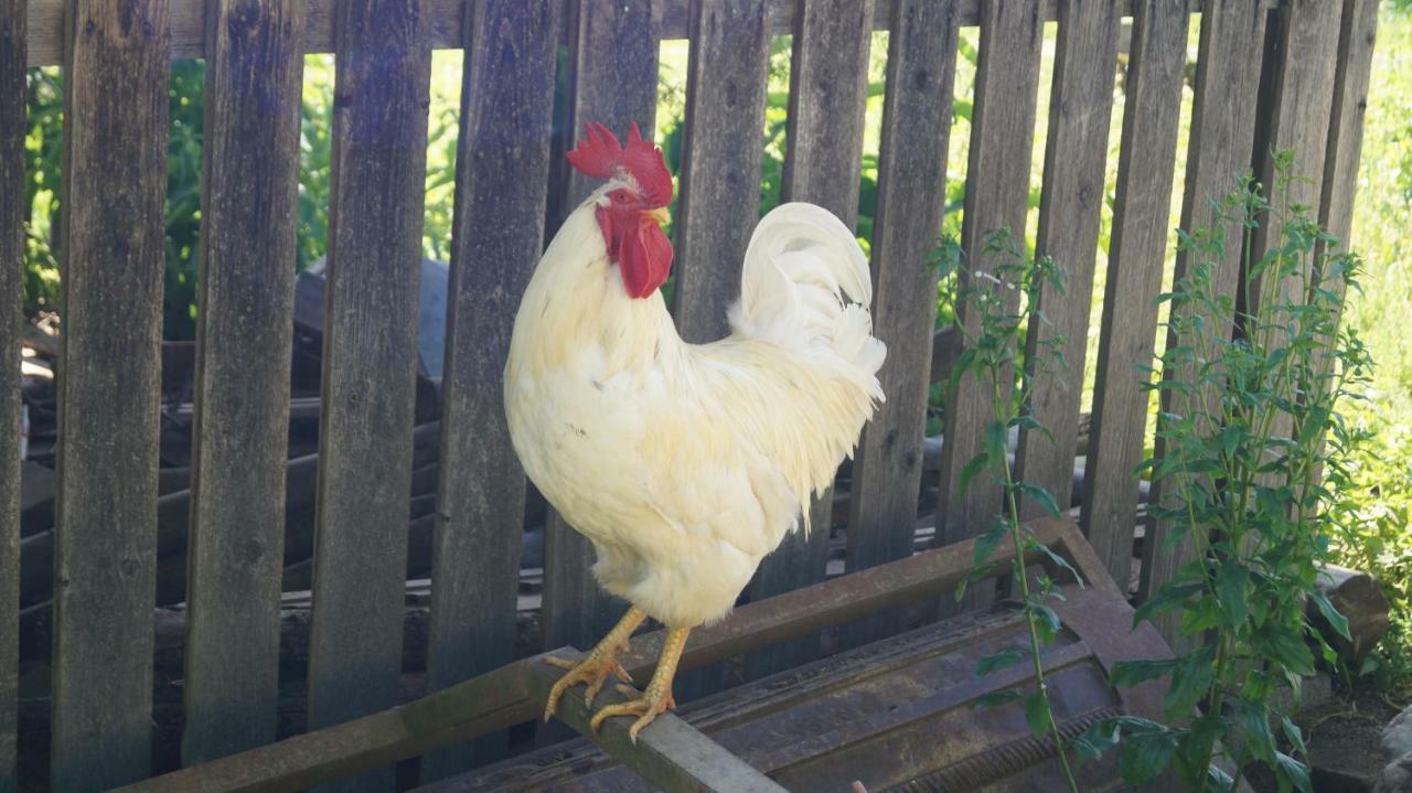 Ferienwohnung Auf Einem Richtigen Bauernhof Finkenstein am Faaker See Zewnętrze zdjęcie